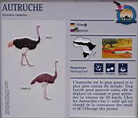 Autruche, Struthio camelus (Photo F. Mrugala) (txt)